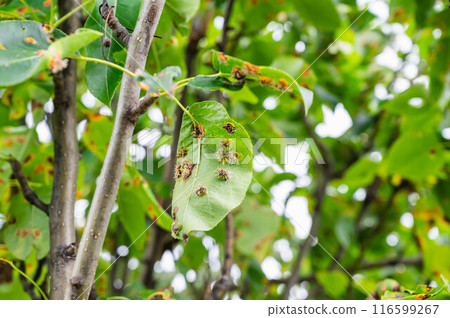 感染赤星病的梨樹 116599267