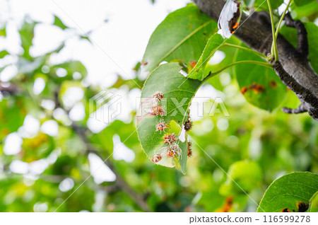 感染赤星病的梨樹 116599278