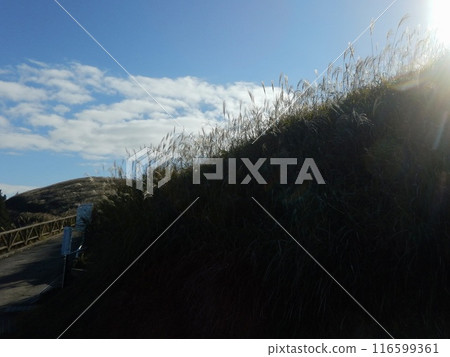 Pampas grass swaying in the autumn sky Pampas grass swaying in the autumn sky 116599361