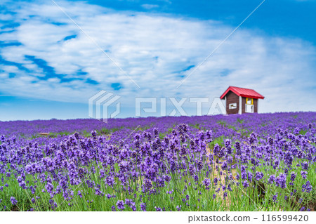 [Hokkaido] Kamifurano, Hinode Park Lavender Garden, evening view 116599420