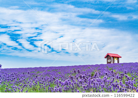 [Hokkaido] Kamifurano, Hinode Park Lavender Garden, evening view 116599422