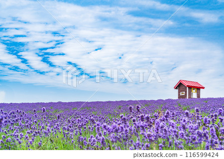 [Hokkaido] Kamifurano, Hinode Park Lavender Garden, evening view 116599424
