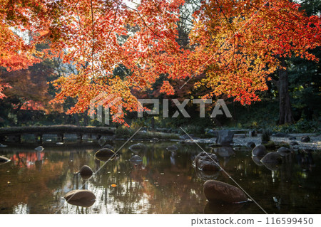 Autumn leaves at Koishikawa Korakuen 116599450