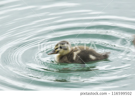 海鷗的小雞 116599502