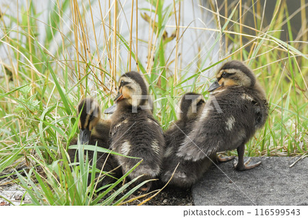 海鷗的小雞 海鷗的小雞 116599543