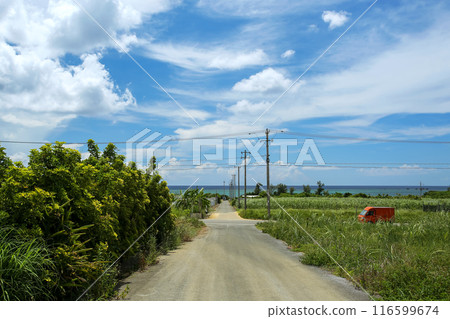 Okinawa, Yomitan Village, a beautiful sea beyond the sugar cane fields 116599674