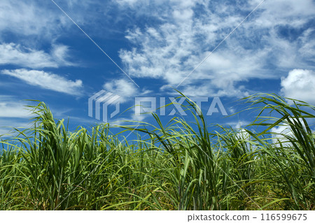 Okinawa scenery, sugar cane fields, blue sky, white clouds Okinawa scenery, sugar cane fields, blue sky, white clouds 116599675