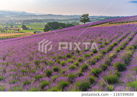 [Hokkaido] Kamifurano, Hinode Park Lavender Garden, Sunset 116599689