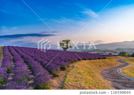 [北海道]上富良野/日出公園薰衣草園日落 116599693