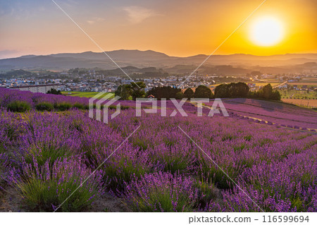 [Hokkaido] Kamifurano, Hinode Park Lavender Garden, Sunset 116599694