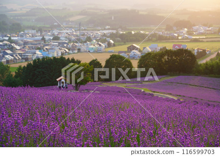 [北海道]上富良野/日出公園薰衣草園日落 116599703