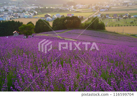 [北海道]上富良野/日出公園薰衣草園日落 116599704