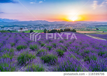[Hokkaido] Kamifurano, Hinode Park Lavender Garden, Sunset 116599706