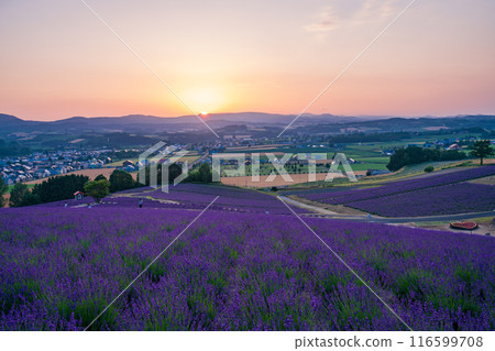 [北海道]上富良野/日出公園薰衣草園日落 116599708