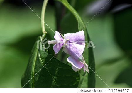 蝴蝶形開花植物【豆科】中盛開的蝴蝶形紫色花朵 116599757