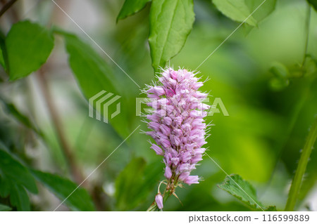 Ibuki toranoo blooming in the garden in early summer 116599889