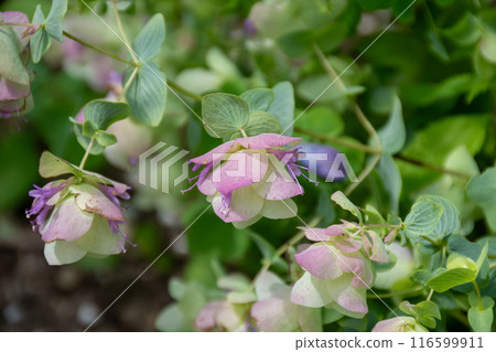 Oregano Kent Beauty with cute pink flowers 116599911