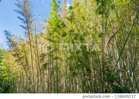 竹林繁花似錦 竹林繁花似錦 116600237