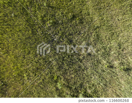 wild field, view from above wild field, view from above 116600268