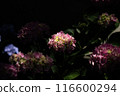 Cockscomb flowers emerge against a black background 116600294