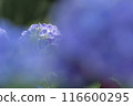 Hydrangea wet in the rain 116600295