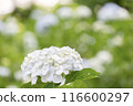 White hydrangea 116600297