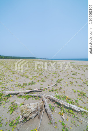 「青森縣」陸奧海風步道 大須賀海岸風景/八戶市 116600305