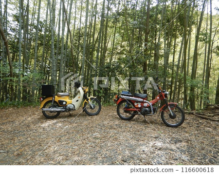 竹林裡的兩輛本田小熊 竹林裡的兩輛本田小熊 116600618