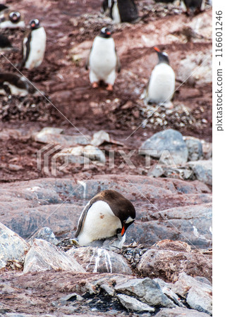 Gentoo Penguin colony on Cuverville island Gentoo Penguin colony on Cuverville island 116601246