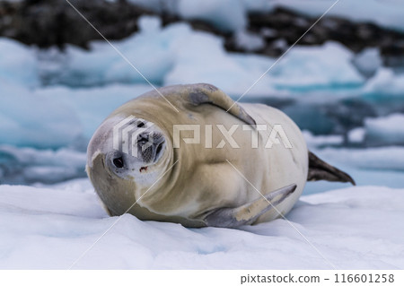 Crabeater Seal resting on a sheet of ice 116601258