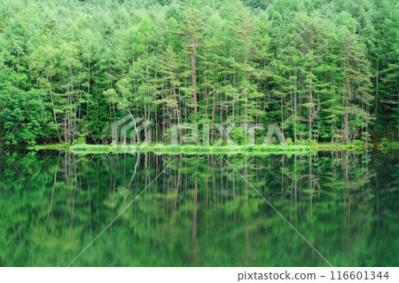 Shrine pond 116601344