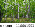White birch 116601553