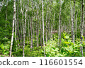 White birch 116601554
