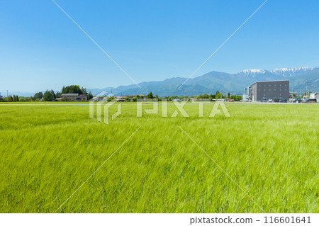 [麥田]安曇野吹過的風[5月] 116601641