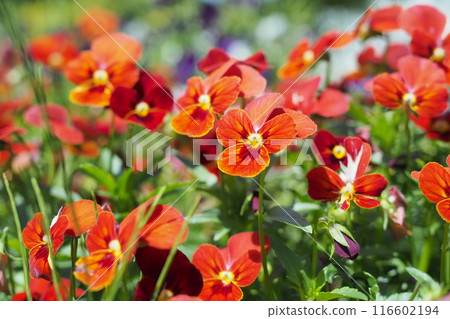 Bright orange flower Bright orange flower 116602194