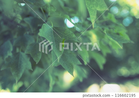 sunlight transparent leaves 116602195