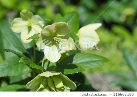 White christmas rose White christmas rose 116602196