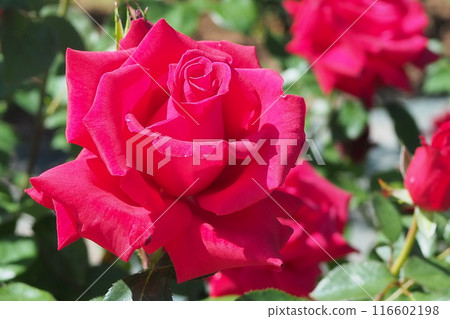 一朵紅玫瑰 116602198