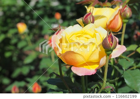 黃玫瑰 116602199
