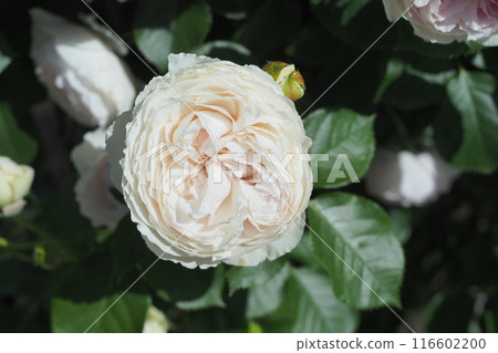 White Rose  116602200