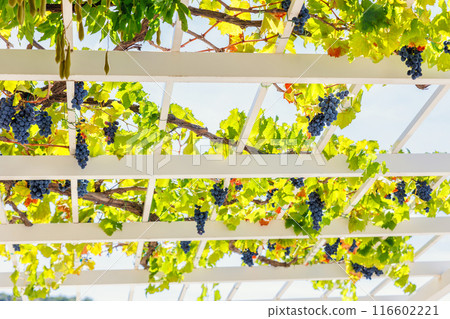 Bunches of ripe red grapes hang on white wooden pergola  perspective passage tunnel. Vineyard fruit harvest canopy arbor vineyard nature background 116602221