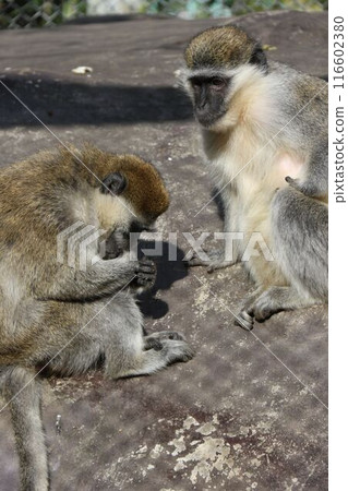 Savanna Monkey Savanna Monkey 116602380