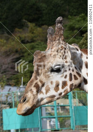 Giraffe  116602411