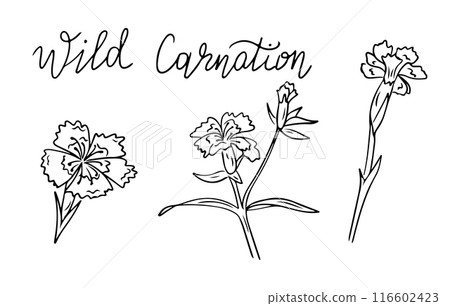Flowers contour doodle set with wild carnation 116602423