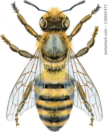 Bee watercolor illustration. Watercolor painting art. Hand painted. Bee watercolor illustration. Watercolor painting art. Hand painted. 116602472