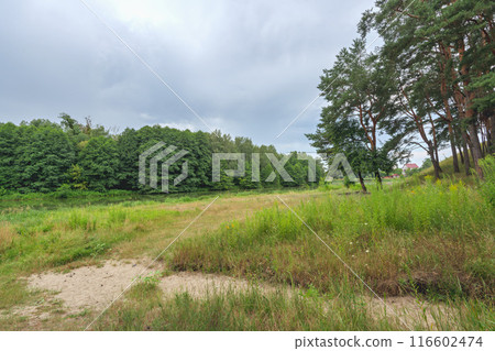 forest on a hillside near a river 116602474