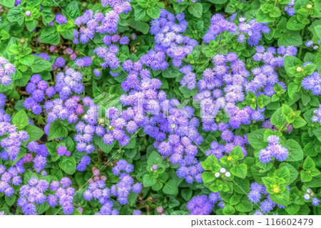A flower with numerous purple ornamental flowers 116602479