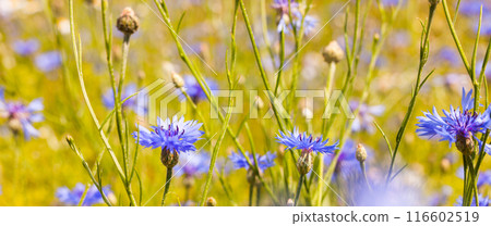 Summer landscape with bright blooming cornflowers in the field Summer landscape with bright blooming cornflowers in the field 116602519