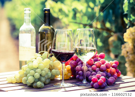Still life with glasses of red and white wine and grapes in field of vineyard 116602532