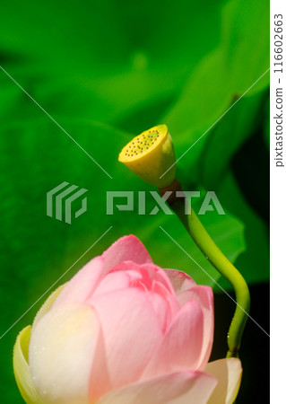 Lotus flower wet with rain Lotus flower wet with rain 116602663